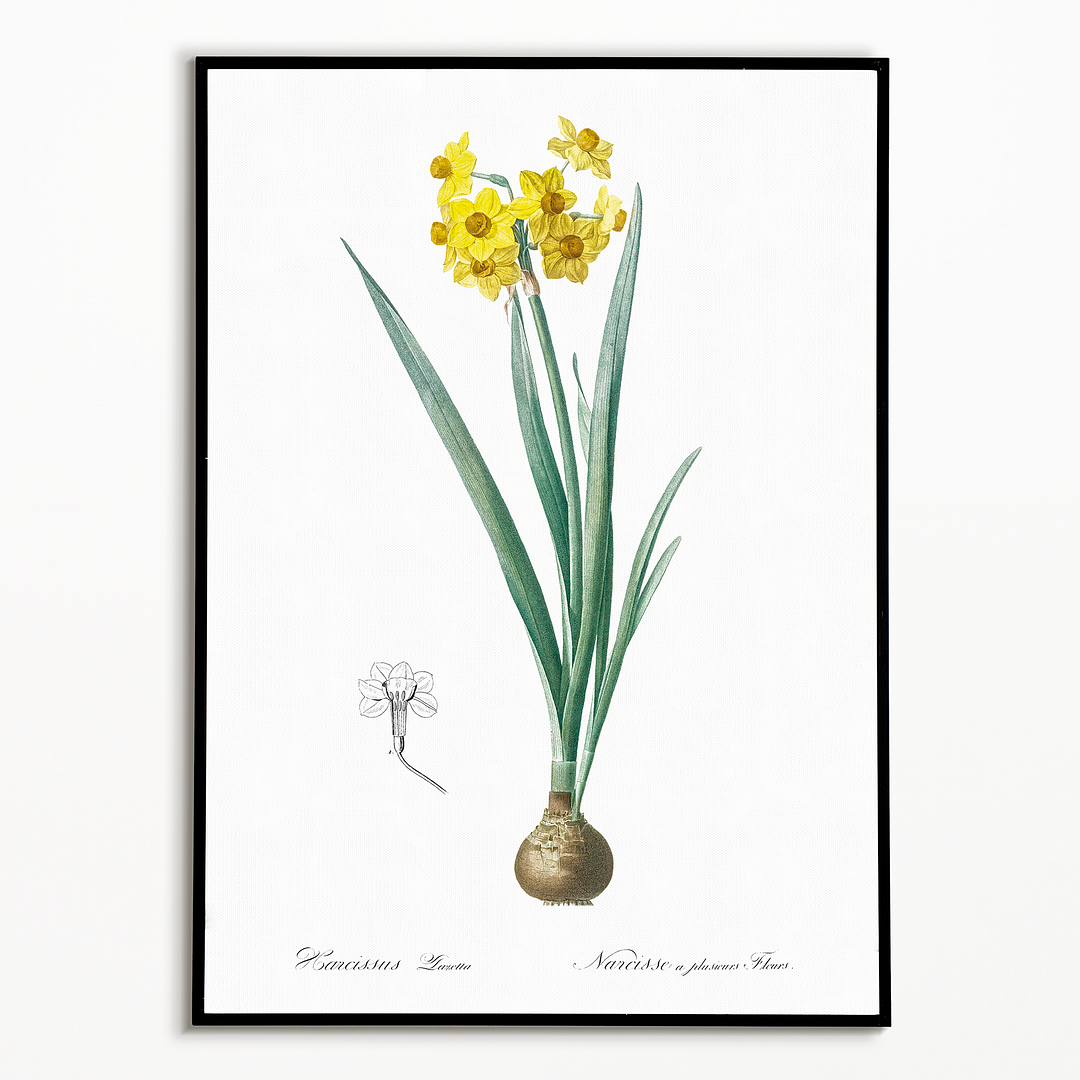 Daffodil By Pierre-Joseph Redouté - Art Print