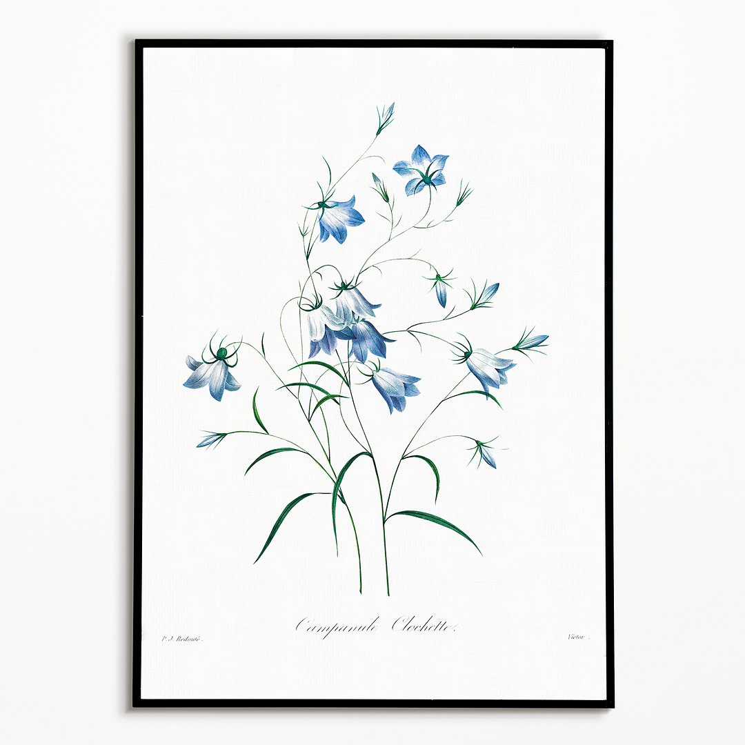 Campanule By Pierre-Joseph Redouté - Art Print