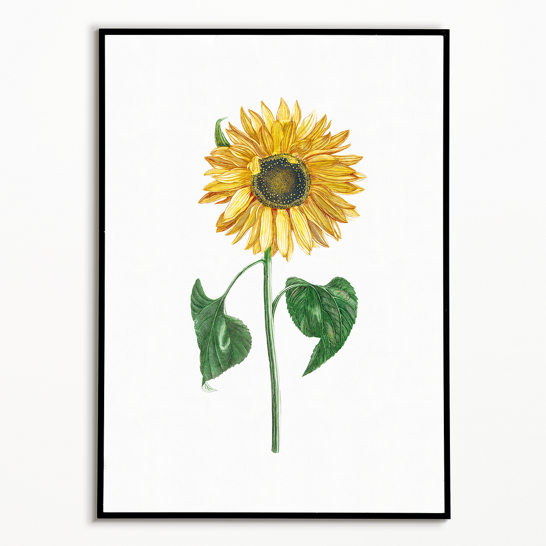 A sunflower by Johan Teyler - Art Print