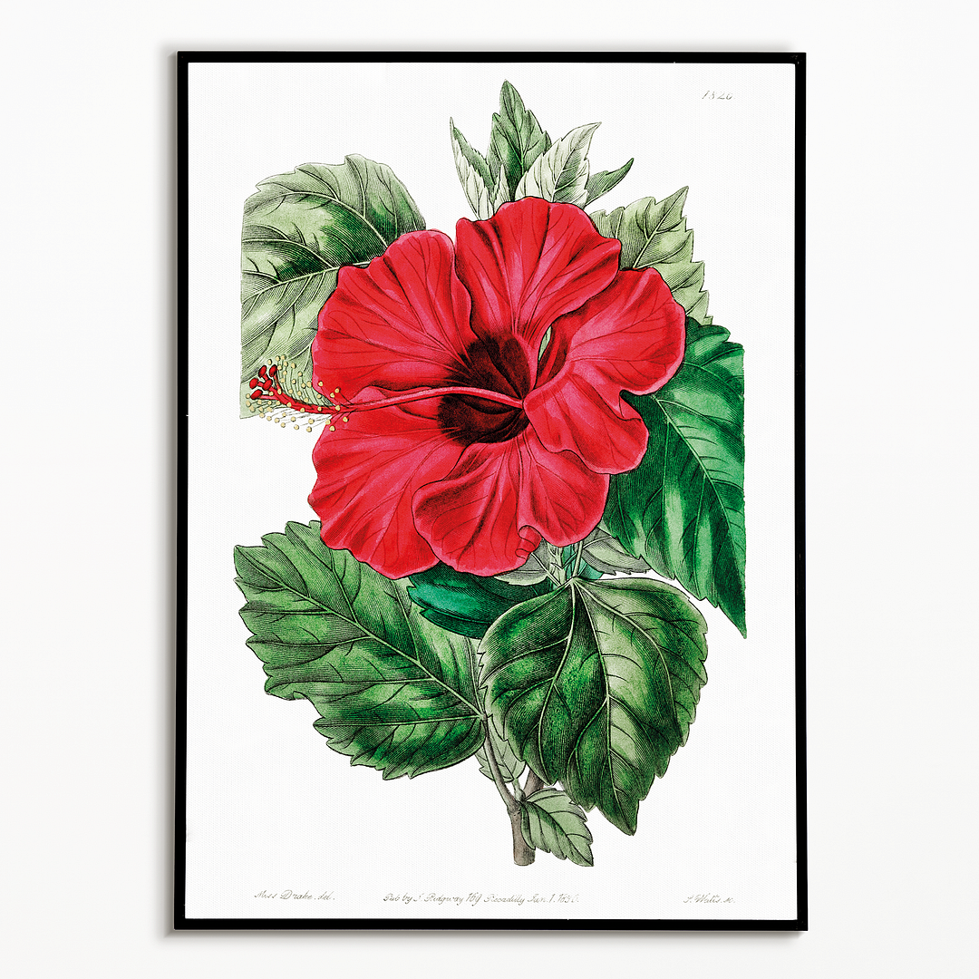 Single-flowered Chinese rose mallow - Art Print