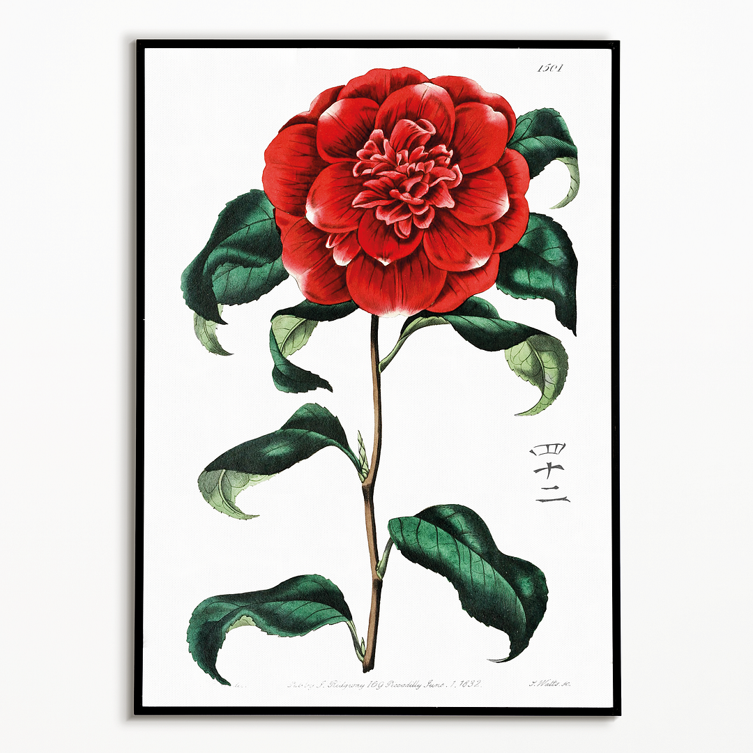 Mr. Reeves's crimson camellia - Art Print