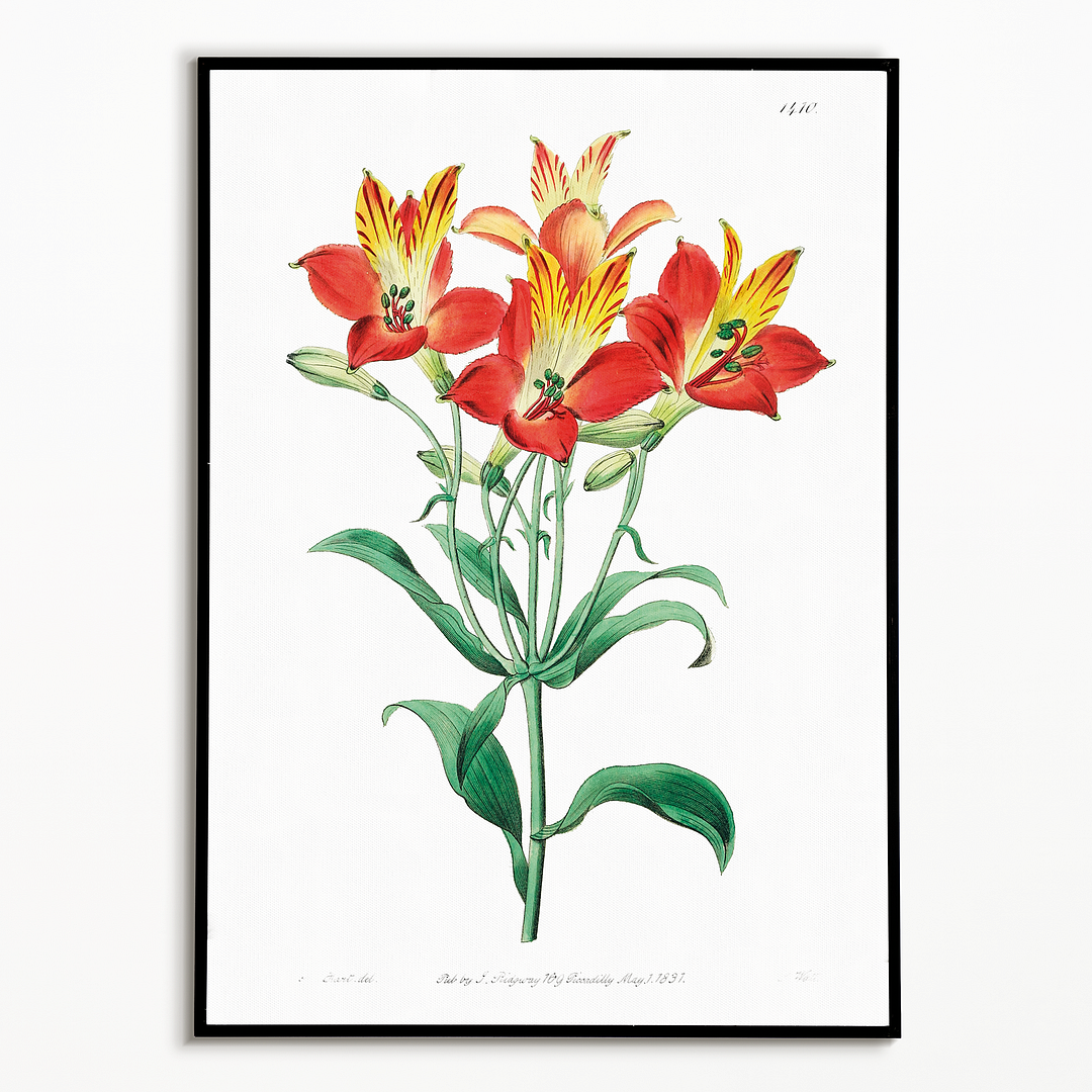 red speckled-flowered Alstromeria - Art Print
