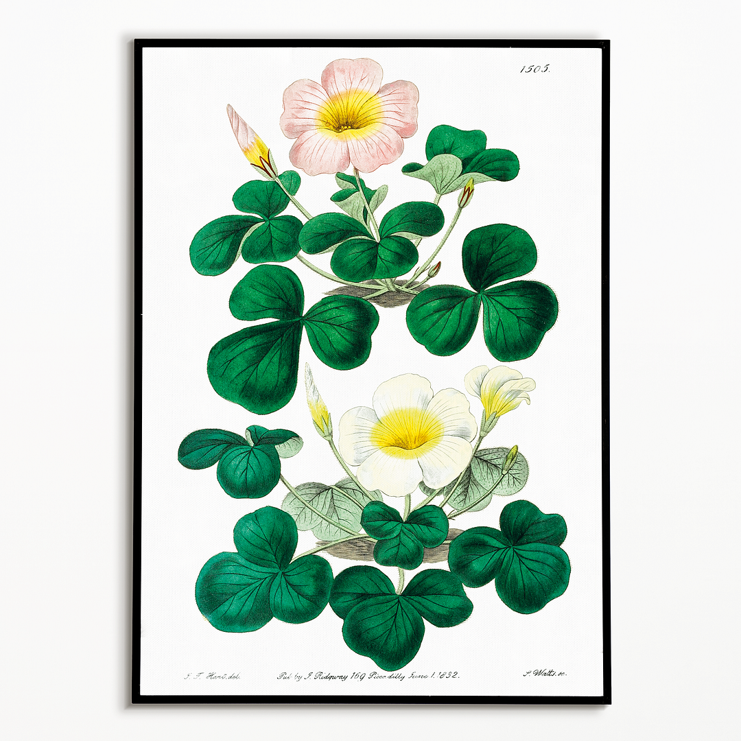 Variable oxalis - Art Print