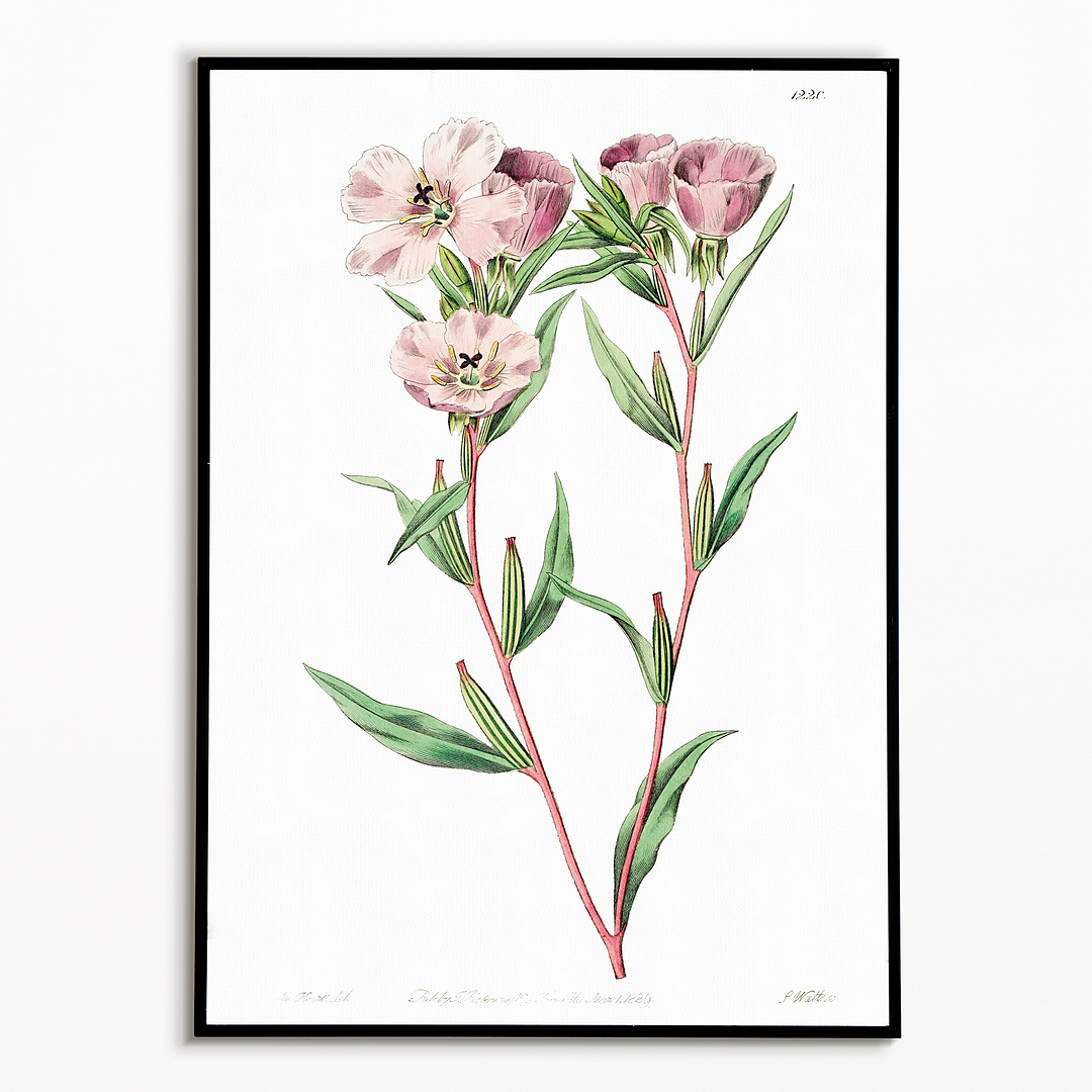 Pale Corona Amaryllis - Art Print