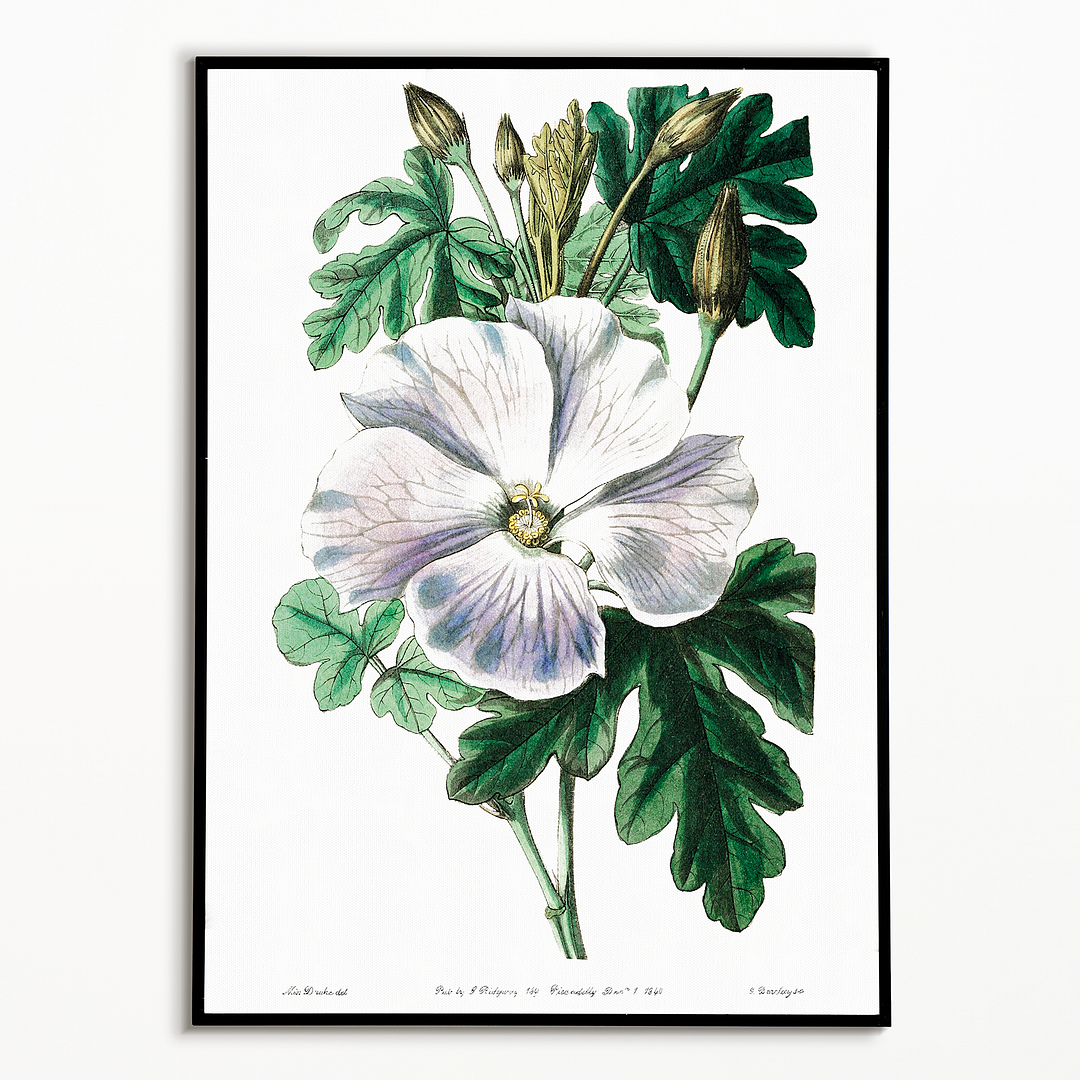 Mrs. Wray's hibiscus - Art Print