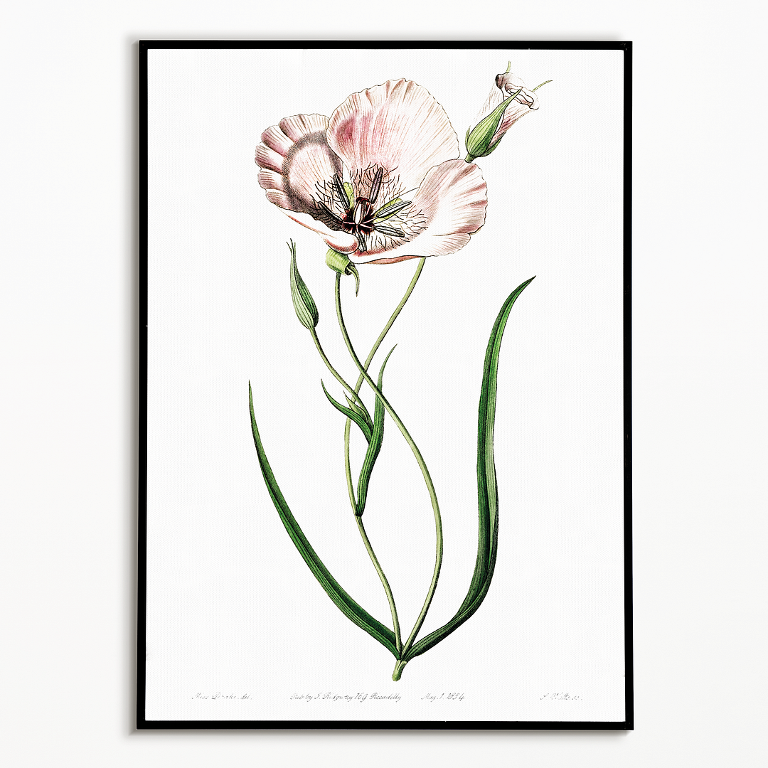 atiny calochortus - Art Print