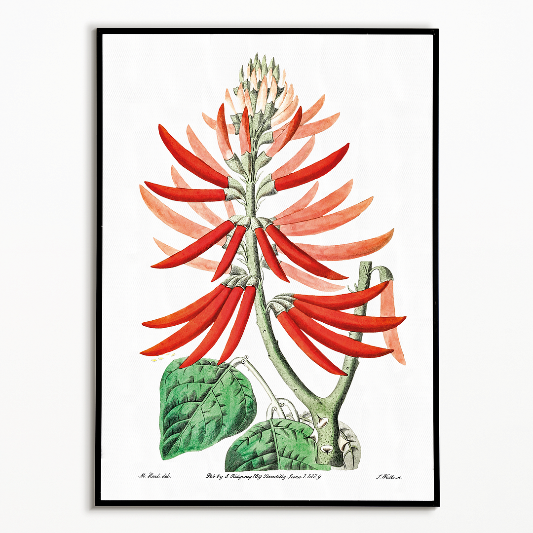 Naked-flowering Erythrina - Art Print