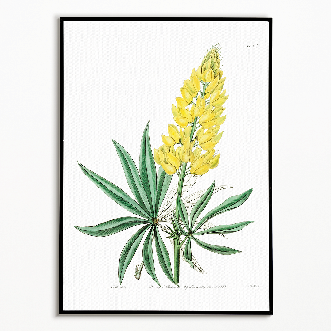 Yellow perennial lupine - Art Print