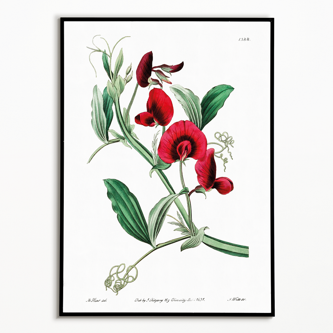 The tangier pea - Art Print