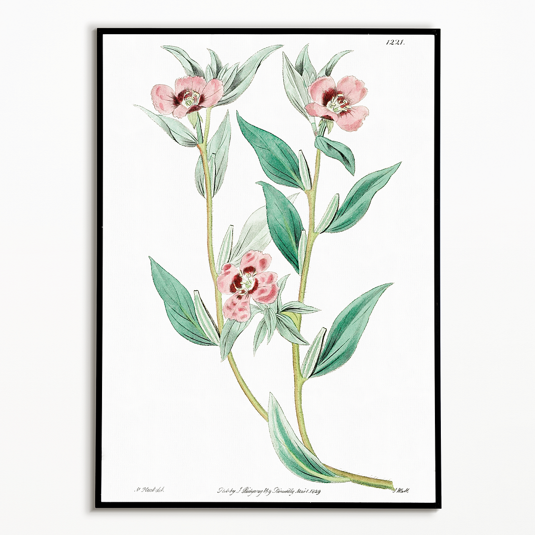 Long Branched Enothera - Art Print