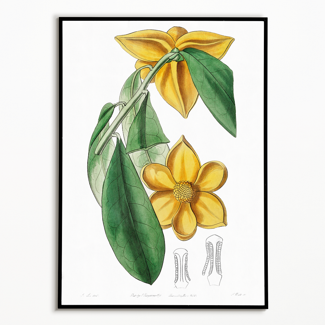 Laurel-leaved custard apple - Art Print