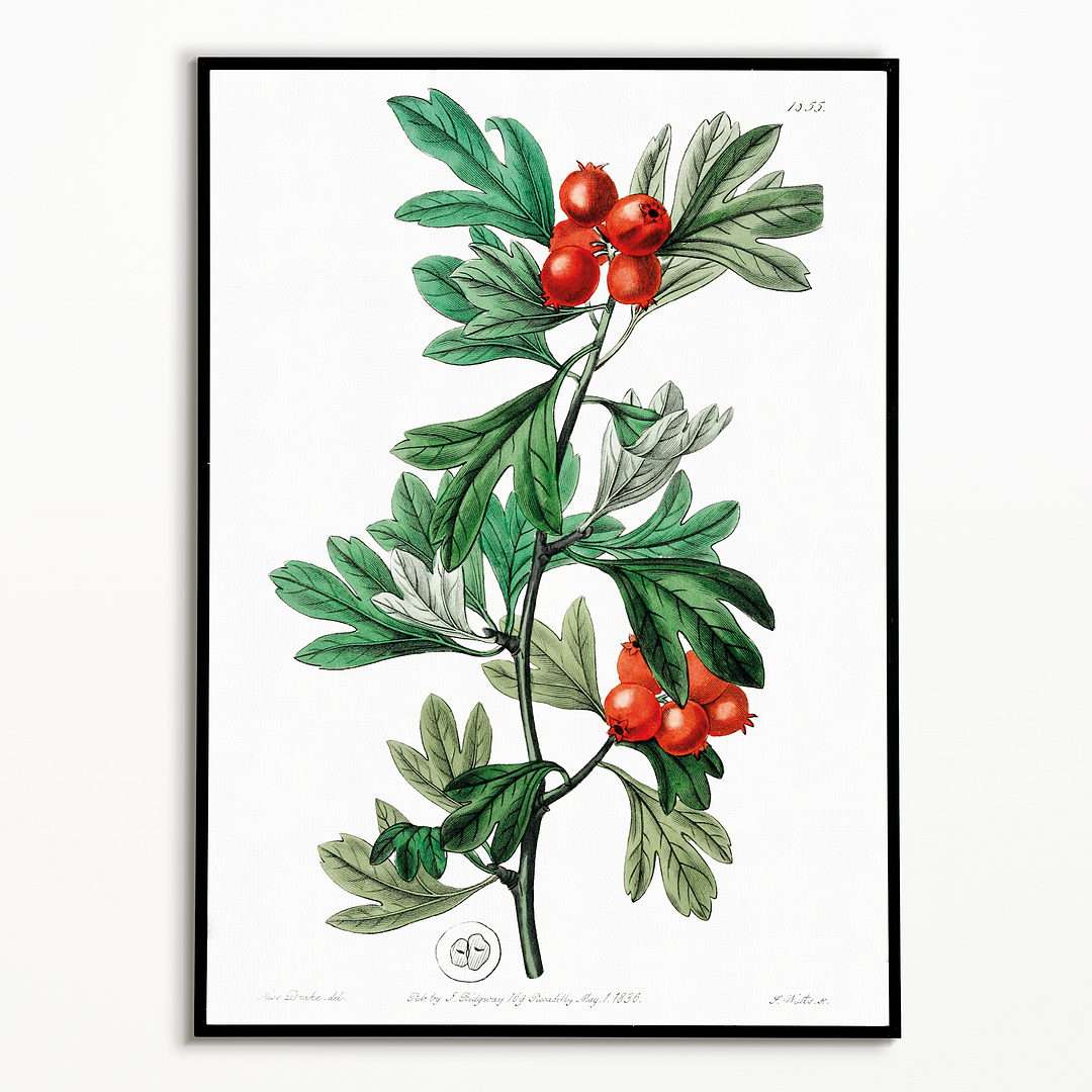 orocco hawthorn - Art Print