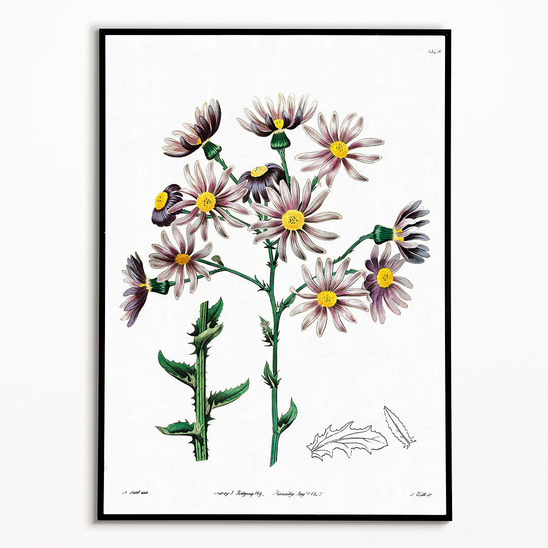 Lilac senecio - Art Print