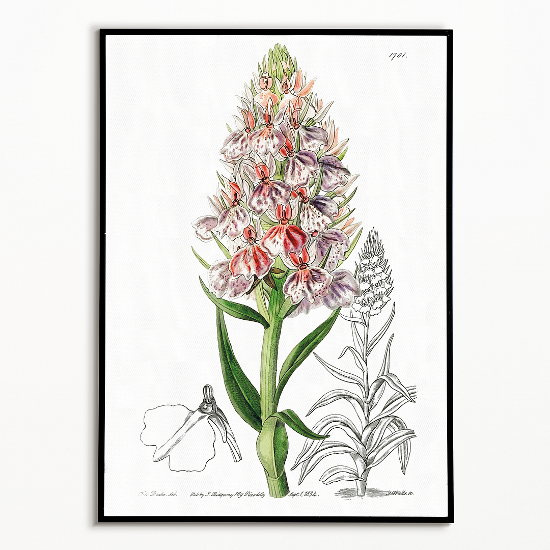 Leafy spiked orchis - Art Print