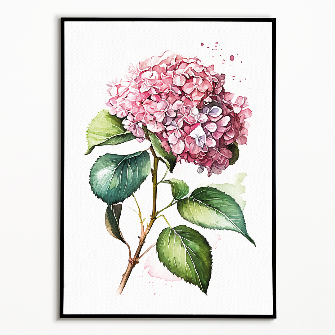 Hydrangea 1 - Art Print