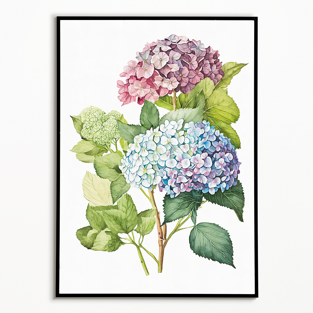 Hydrangea 2 - Art Print