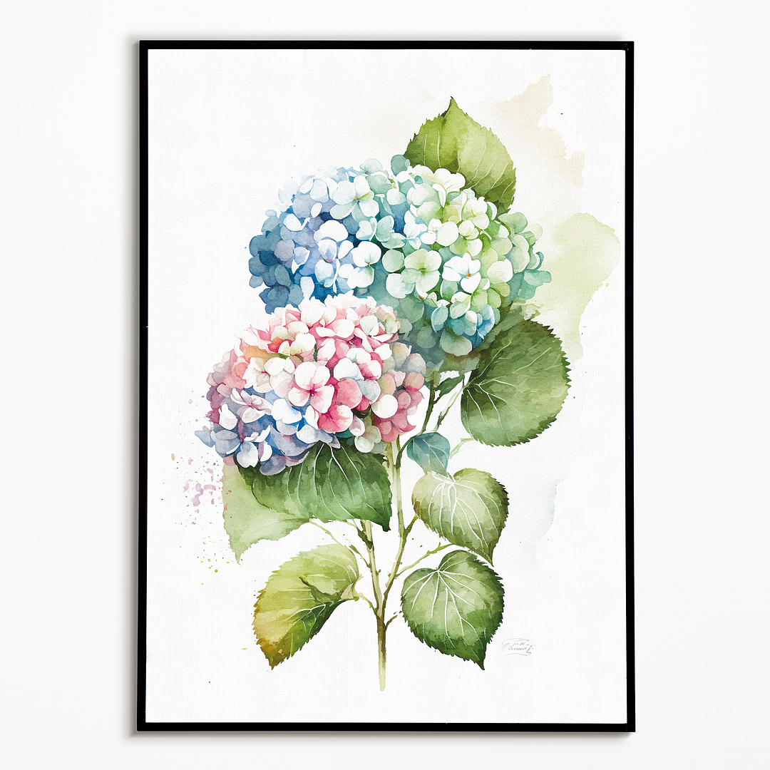 Hydrangea 3 - Art Print