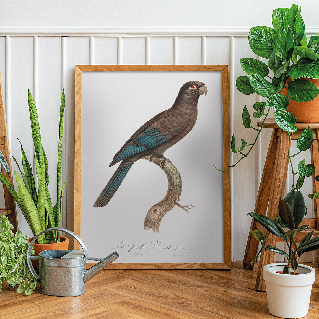 Black Parrot - Art Print