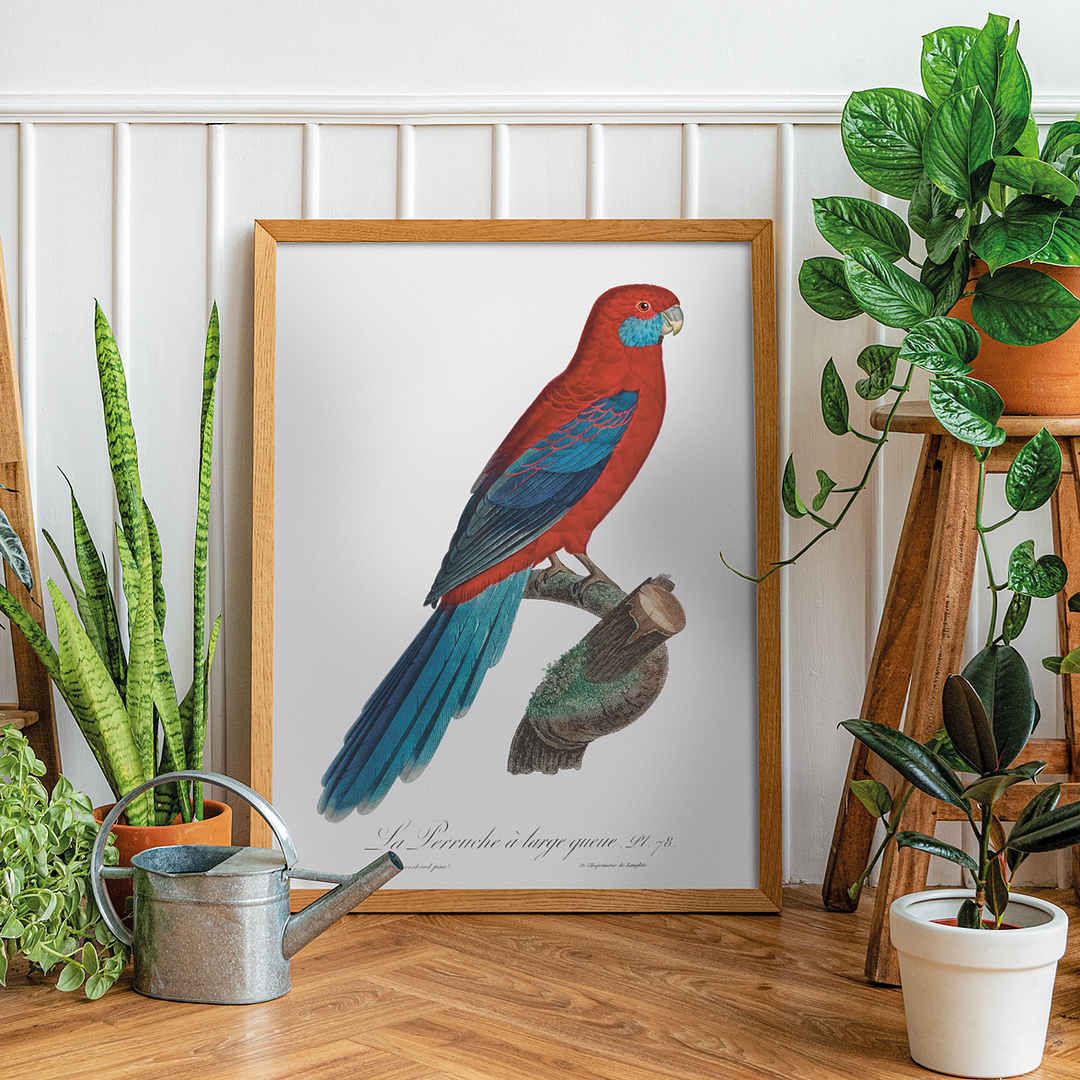 Crimson Rosella - Art Print