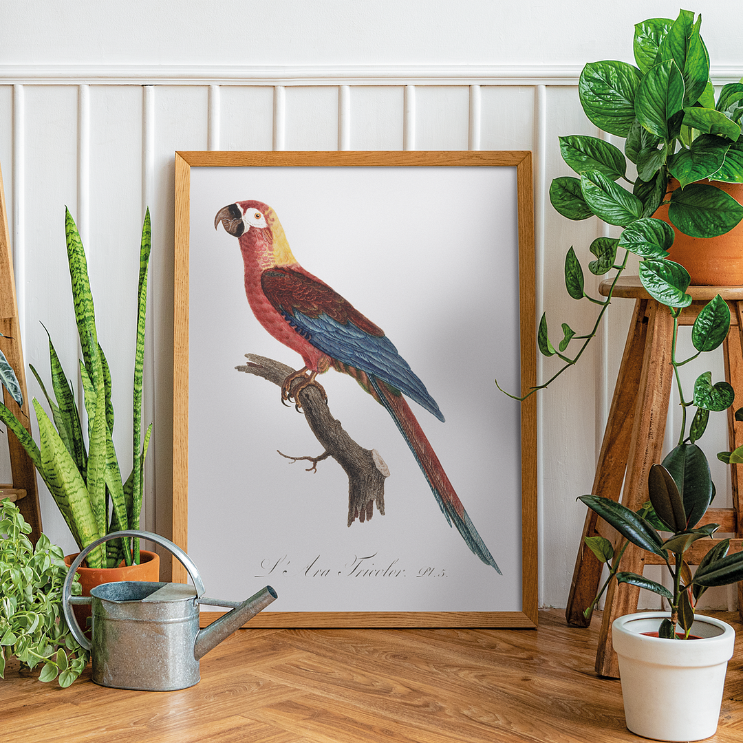 Cuban Macaw, Ara tricolor - Art Print