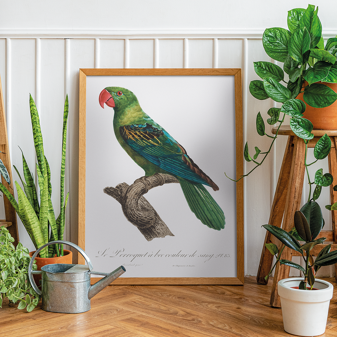Great-Billed Parrot, Tanygnathus megalorynchos - Art Print