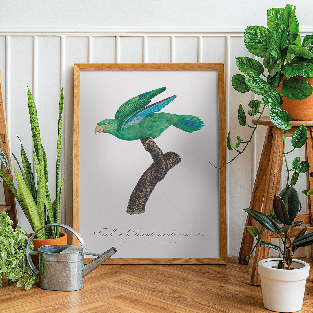 Marigold Parakeet, Female - Art Print