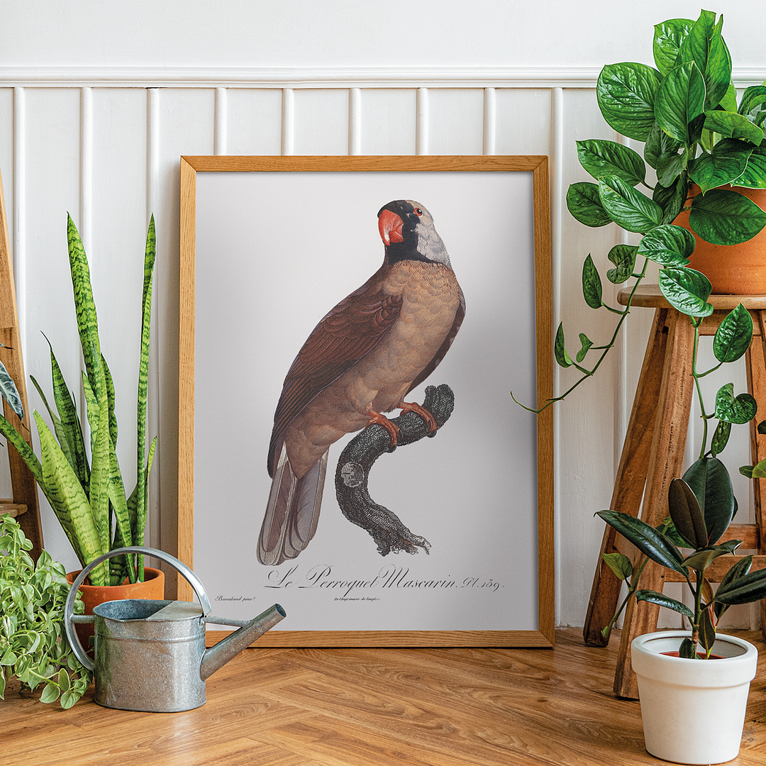 Mascarine Parrot - Art Print