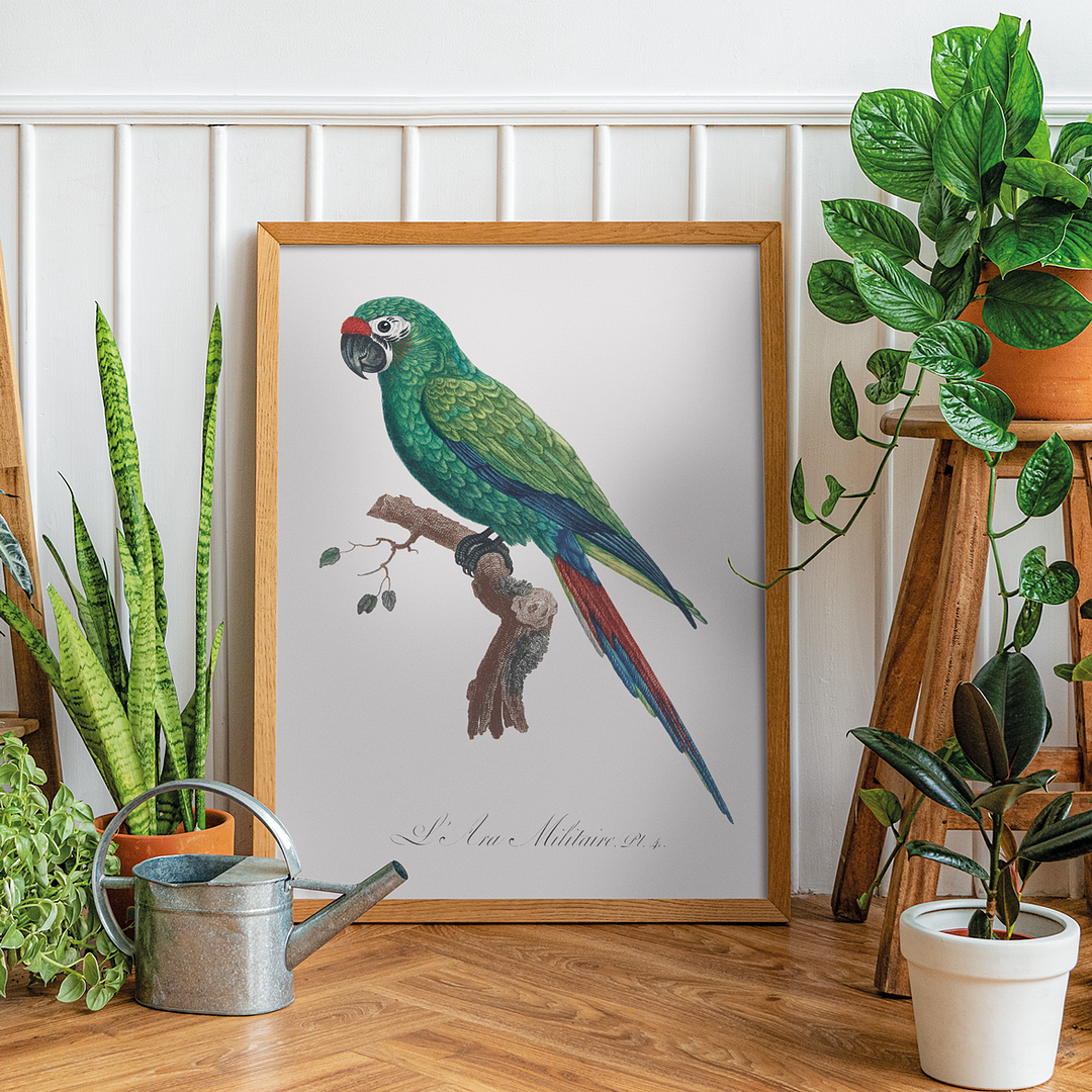 Military Macaw, Ara militaris - Art Print