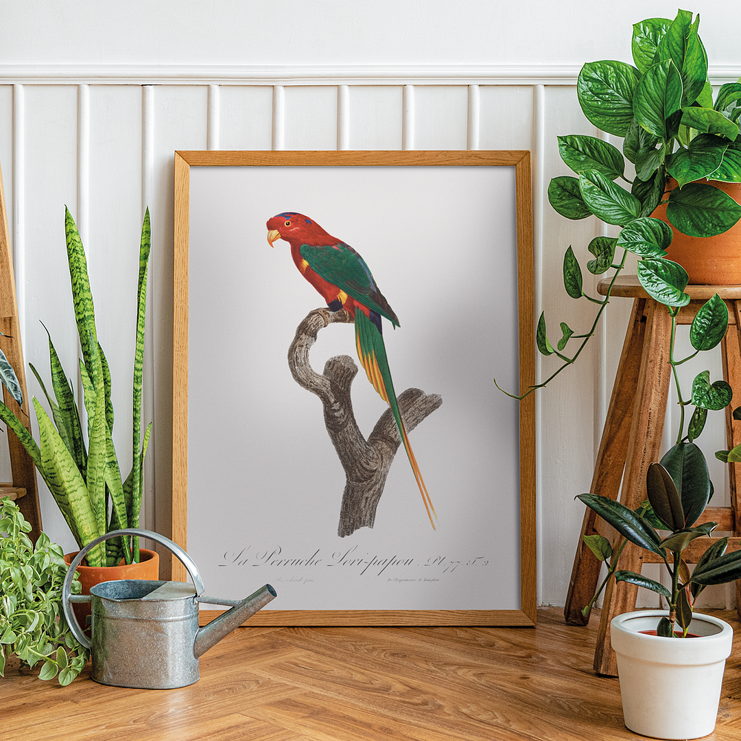 Papuan Lorikeet - Art Print
