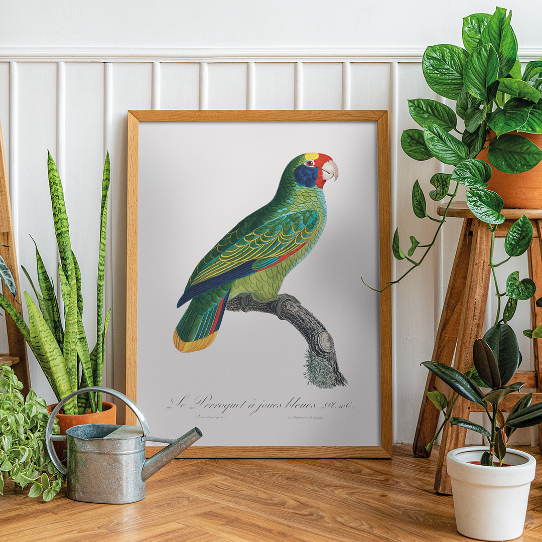 Red-and-Blue Amazon, Amazona caeruleocephala - Art Print