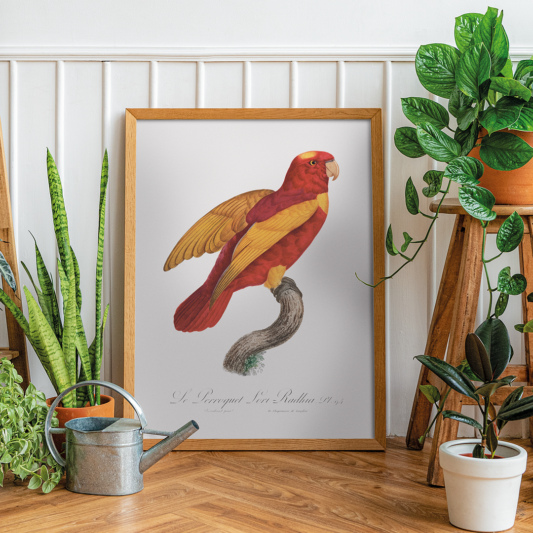 Red-and-Gold Lory, Lorius rex - Art Print