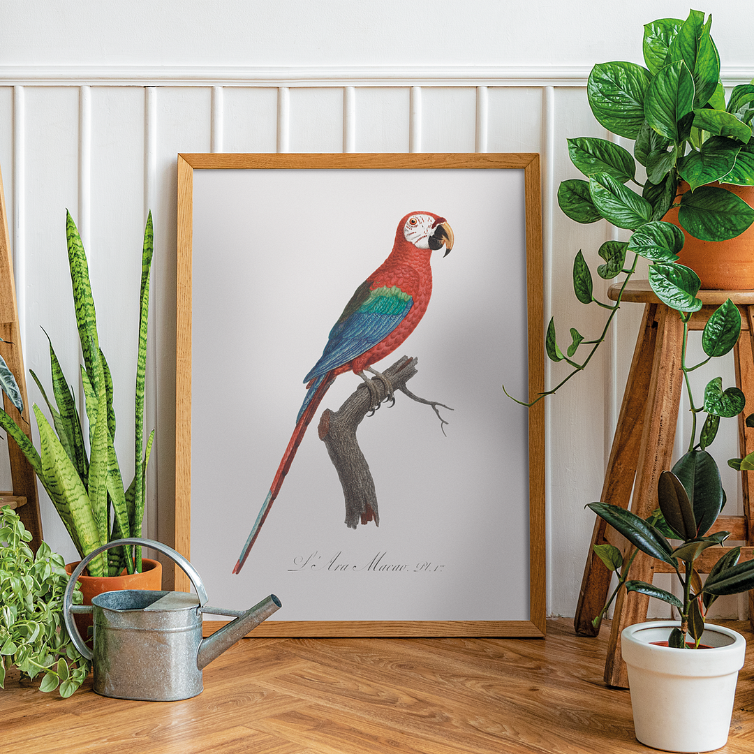 Scarlet Macao, Ara Macao - Art Print