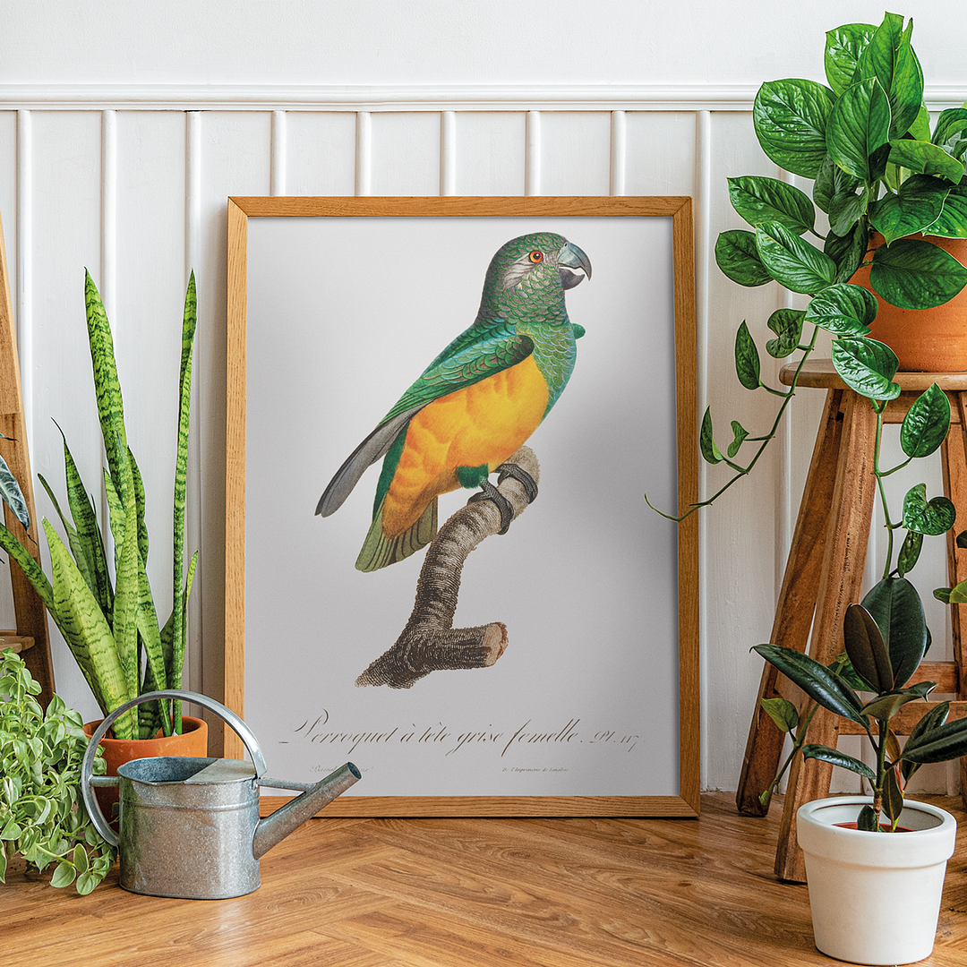 Senegal Parrot III - Art Print