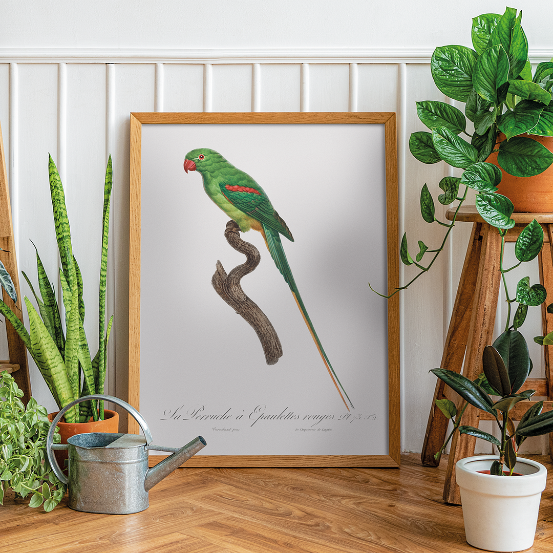 The Alexandrine Parakeet - Art Print