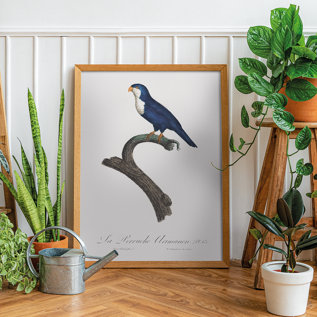 The Arimanon Parakeet - Art Print