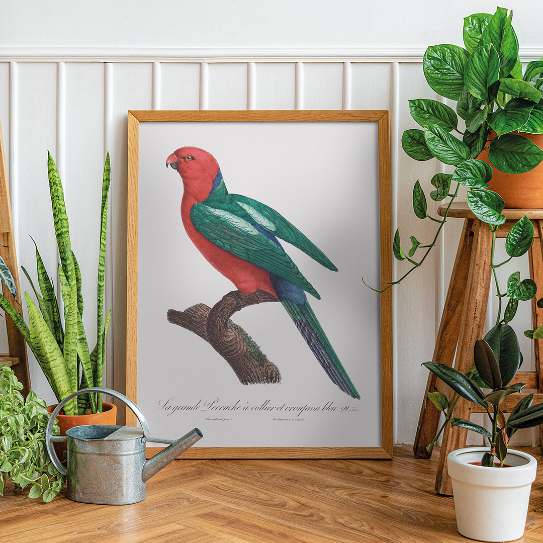 The Australian king parrot, Alisterus scapularis - Art Print