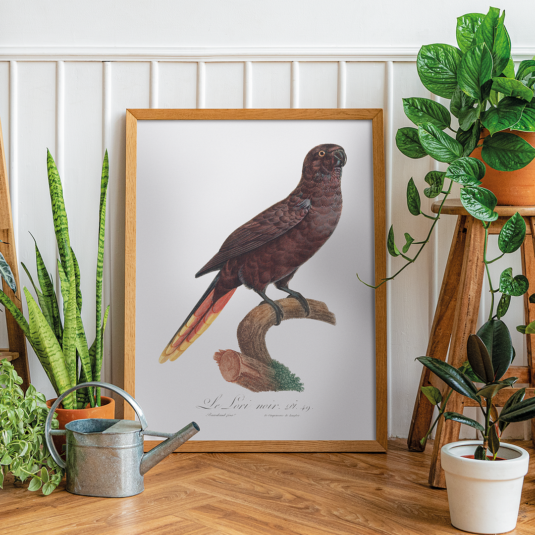 The Black Lory, Chalcopsitta atra - Art Print