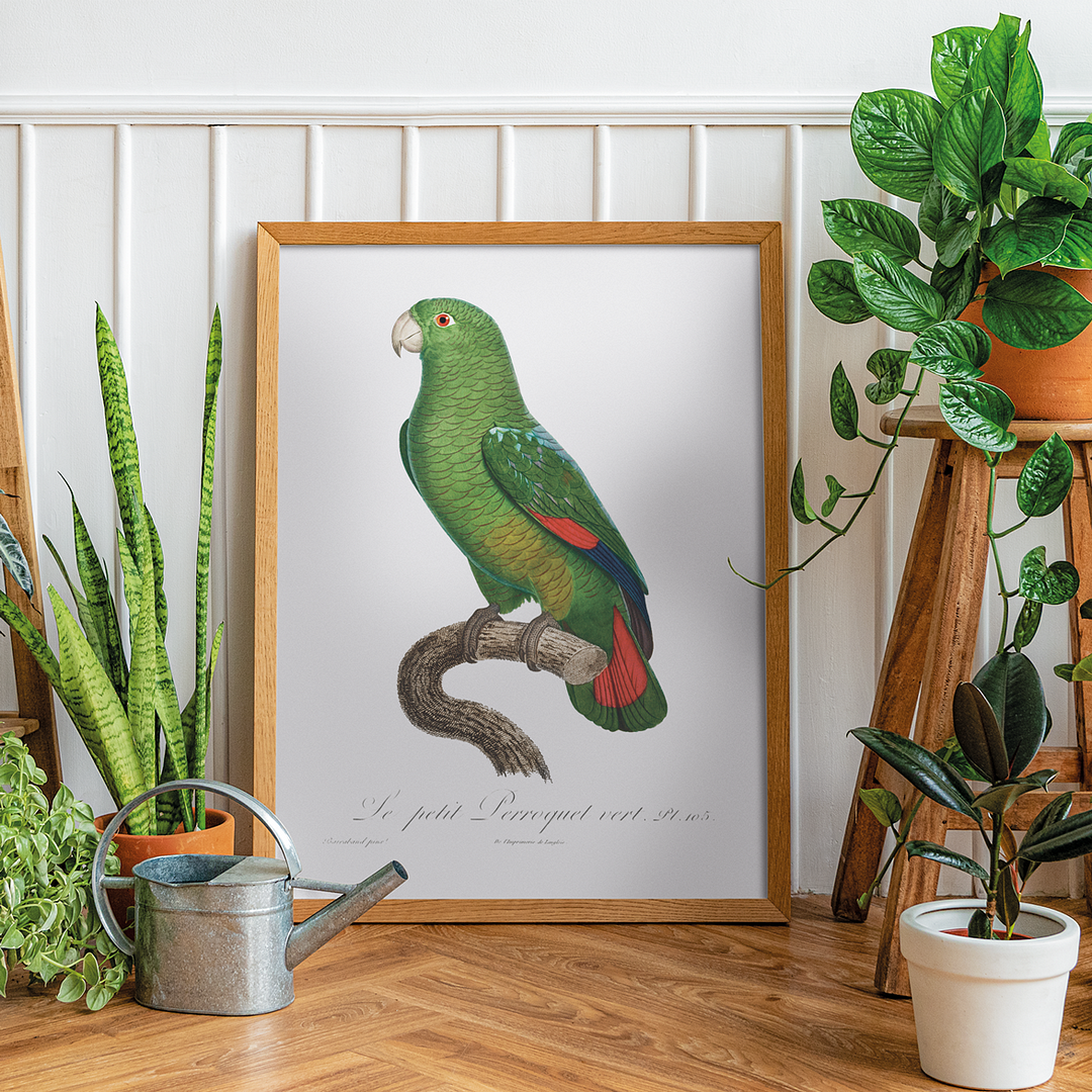 The Black-Billed Amazon, Amazona agilis - Art Print