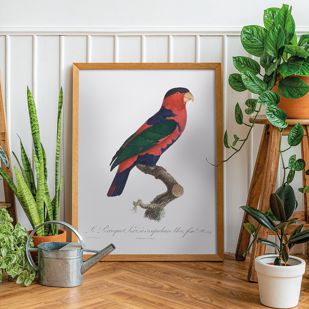 The Black-Capped Lory Lorius lory I - Art Print