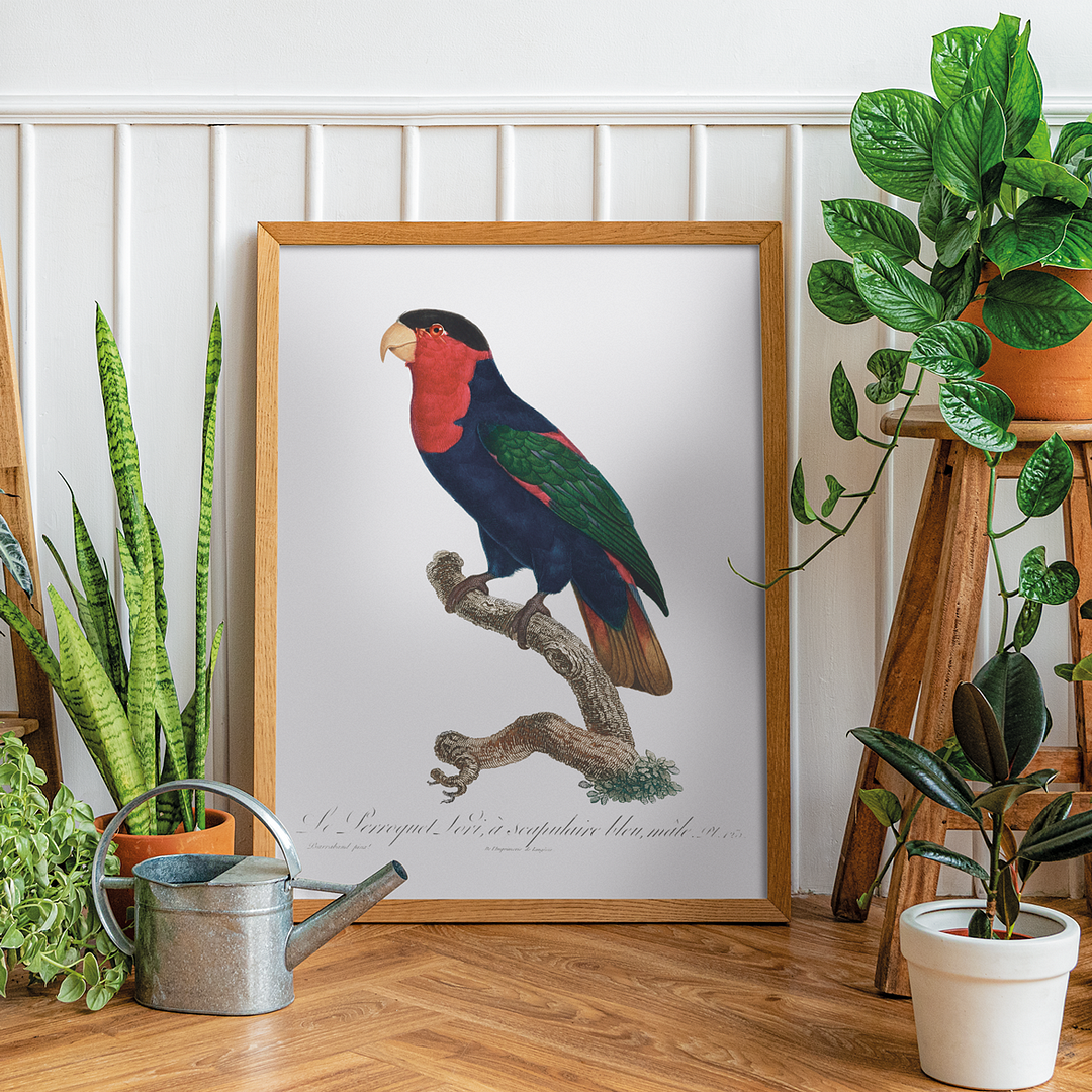 The Black-Capped Lory, Lorius lory II - Art Print