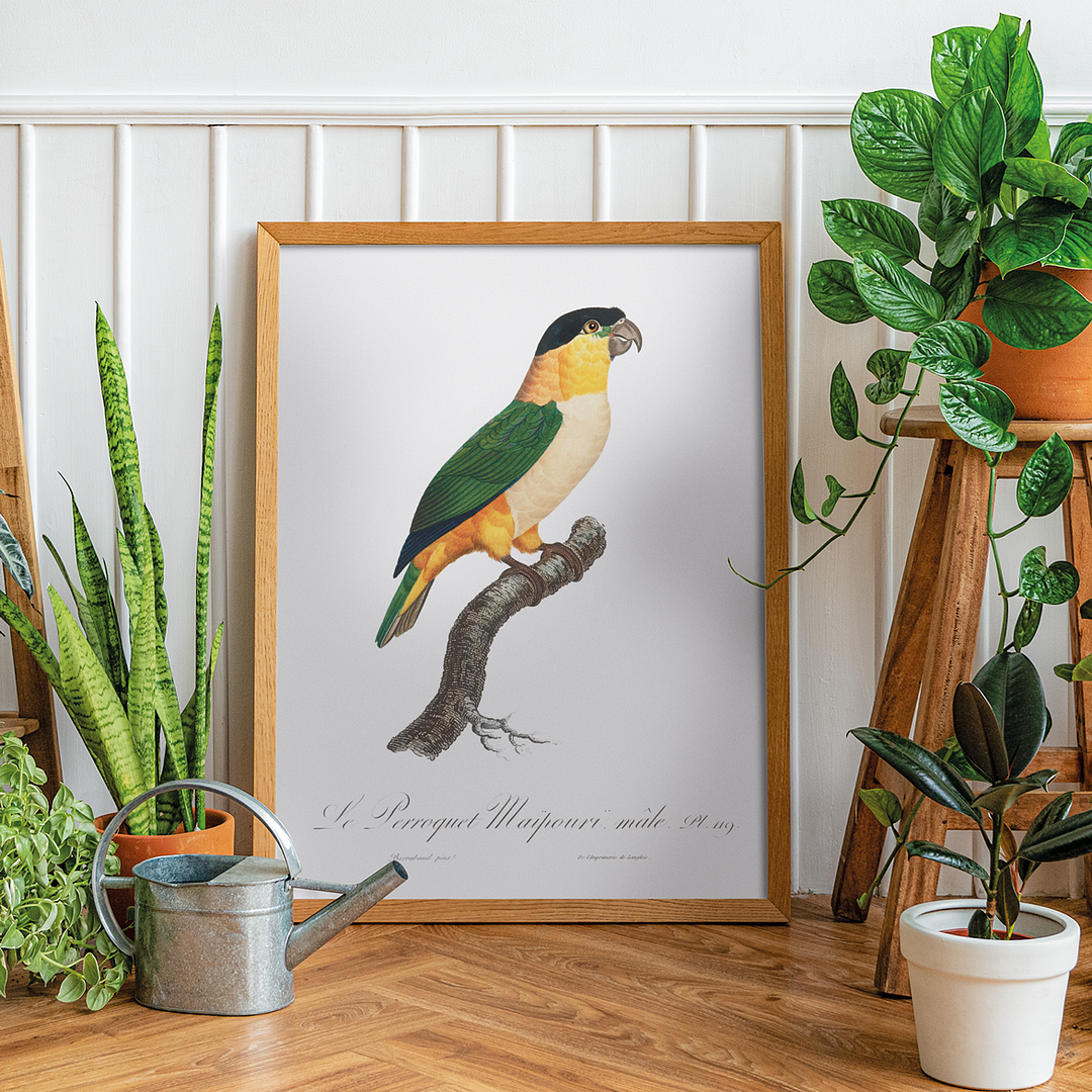 The Black-Headed Parrot - Art Print