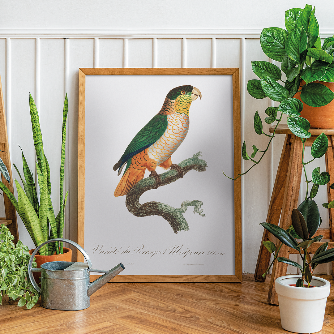 The Black-Headed Parrot, Pionites melanocephalus - Art Print