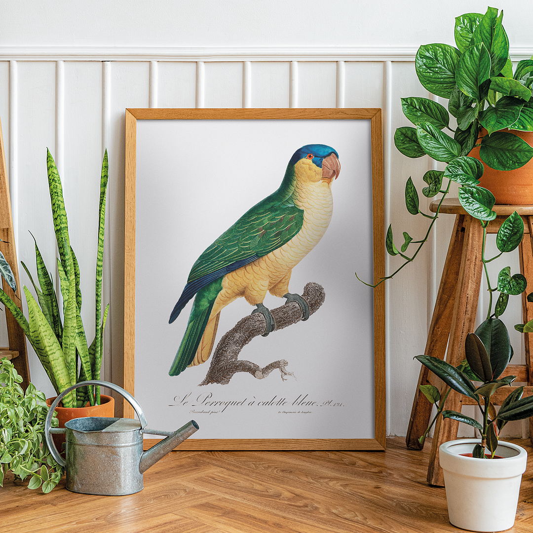 The Black-Lored Parrot, Tanygnathus gramineus - Art Print