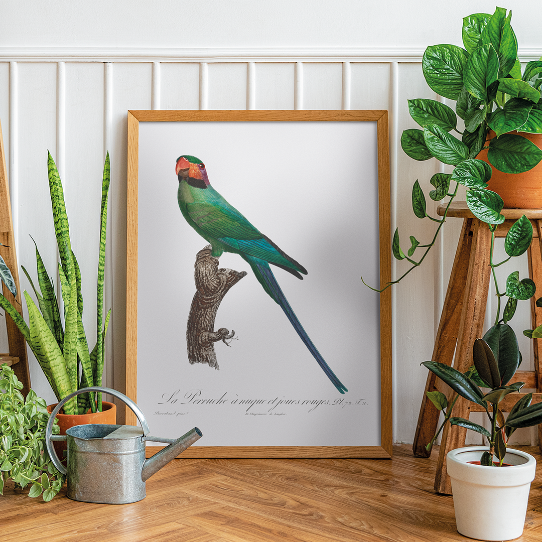 The Blossom-Headed Parakeet with Red Cheeks - Art Print