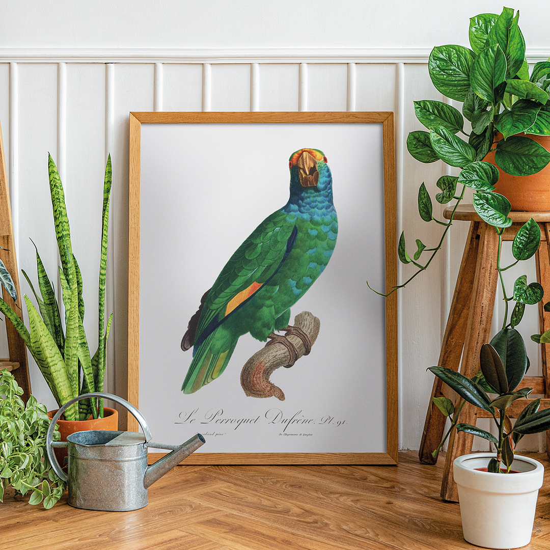 The Blue-Cheeked Amazon, Amazona dufresniana - Art Print