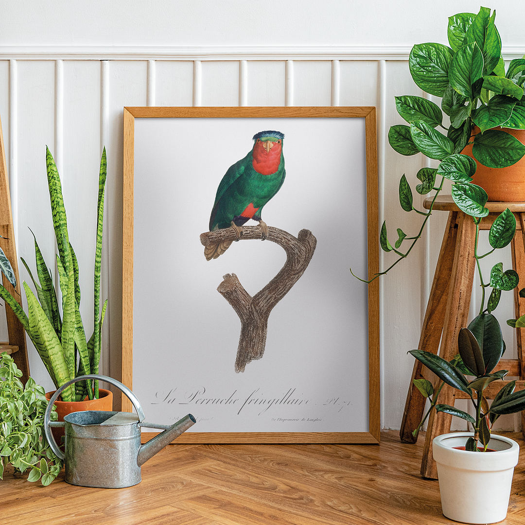 The blue-crowned lorikeet, Vini australis - Art Print