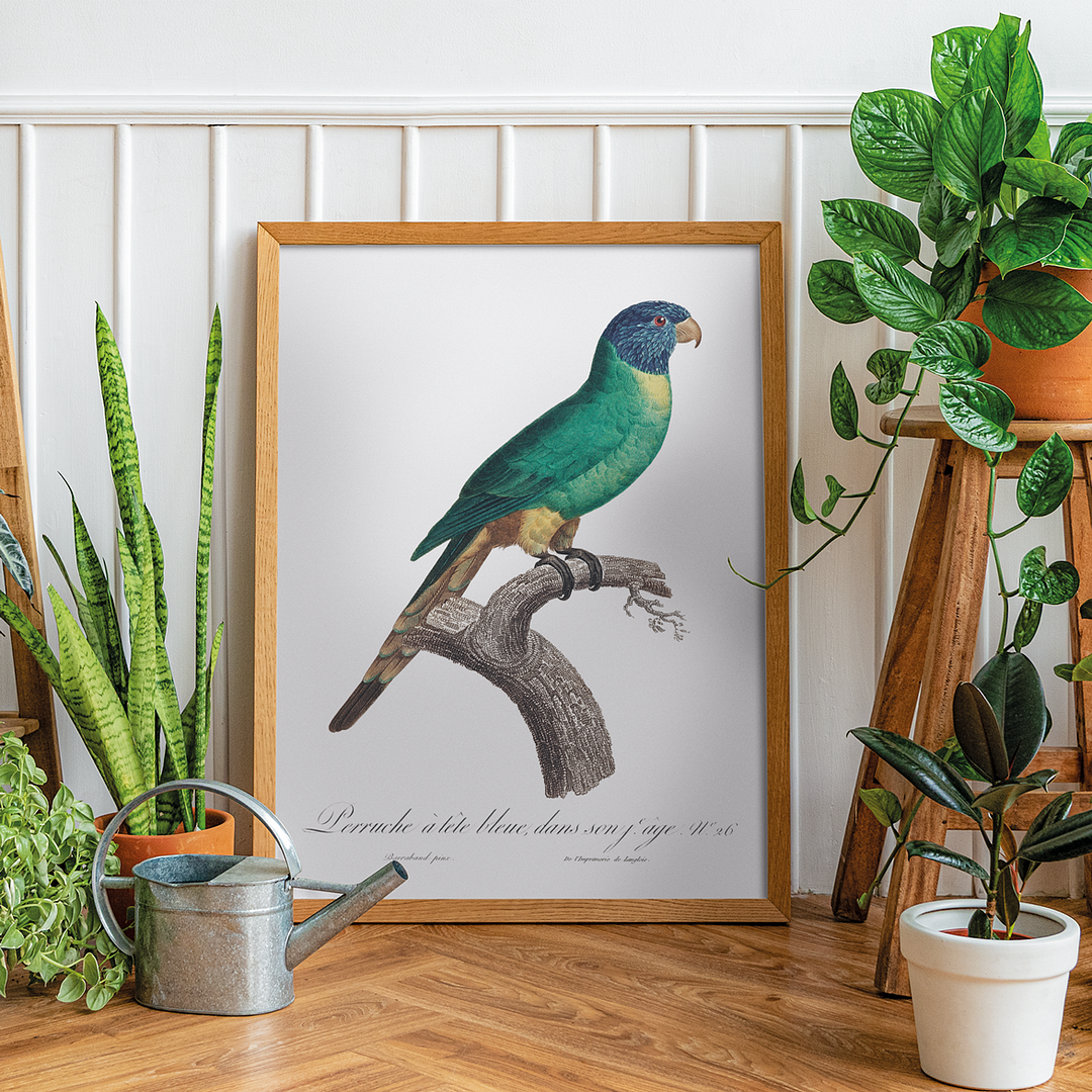 The Blue-Crowned Parakeet, Thectocercus acuticaudatus - Art Print