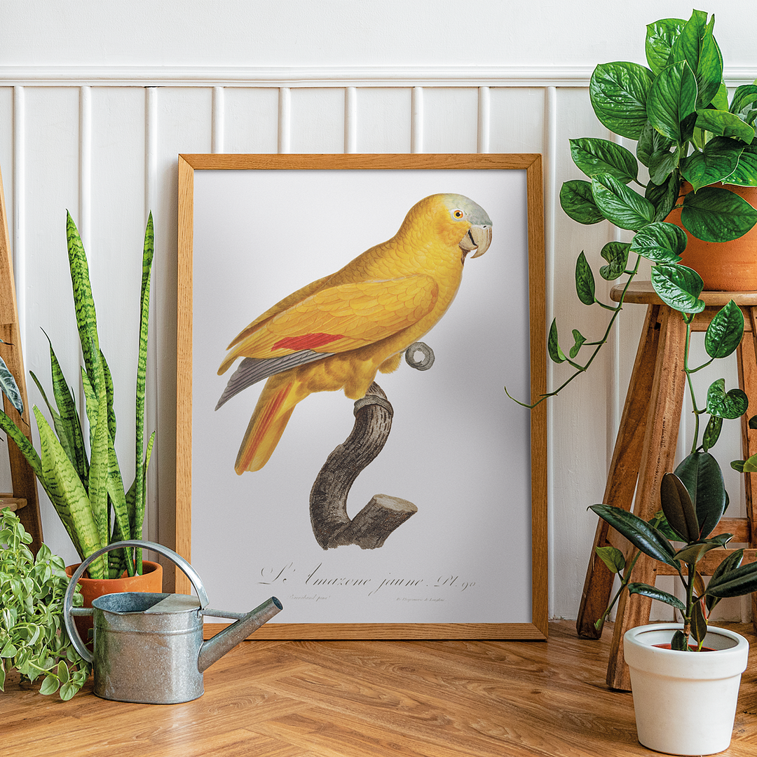 The Blue-Fronted Parrot, Amazona aestiva - Art Print