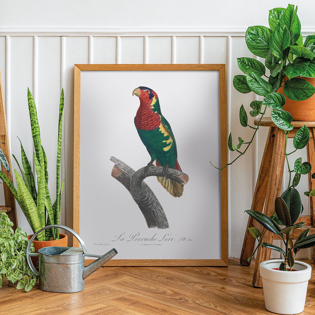 The Blue-Headed Lorikeet (Trichoglossus haematodus) - Art Print