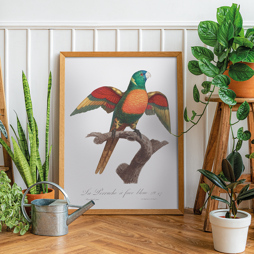 The Blue-Headed Parrot, Pionus menstruus   - Art Print